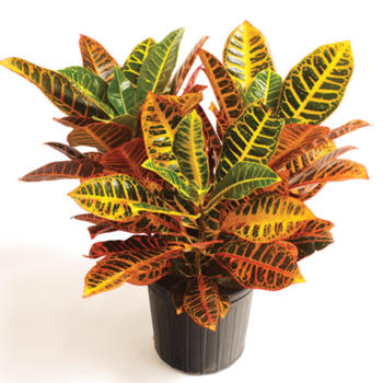 Croton