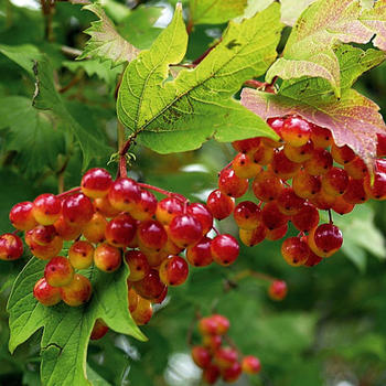 Viburnum Opulus Viorne obier CLT 10 