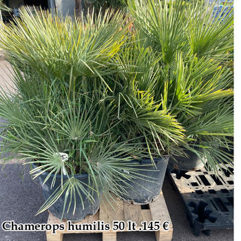 Chamerops Humilis 50L