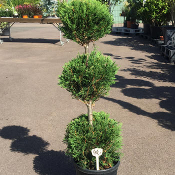 Cupressus 3 boules