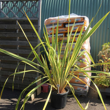 Pandanus