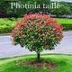 Palmiers Oliviers & Arbustes : Photinia