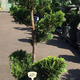 Palmiers Oliviers & Arbustes : Cupressus 250cm