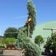 Palmiers Oliviers & Arbustes : Cupressus torsade