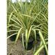 Palmiers Oliviers & Arbustes : Pandanus