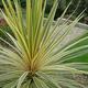 Palmiers Oliviers & Arbustes : Cordyline