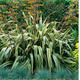 Palmiers Oliviers & Arbustes : Phormium Tenax Variegatum pot 10 H.80/100