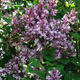 Palmiers Oliviers & Arbustes : Syringa Lilas commun différentes couleurs CTL 10