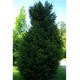 Palmiers Oliviers & Arbustes : Taxus Baccata H.140