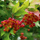 Palmiers Oliviers & Arbustes : Viburnum Opulus Viorne obier CLT 10 