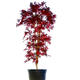 Palmiers Oliviers & Arbustes : Erable Acer palmatum Bloodgood H.125/150