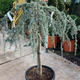 Palmiers Oliviers & Arbustes : Cedrus atlantica ‘Glauca pendula’ H.160