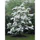 Palmiers Oliviers & Arbustes : Cornus Kousa CLT 30 H. 125/150