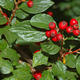 Palmiers Oliviers & Arbustes : Cotoneaster Mix CLT 3 