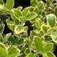 Palmiers Oliviers & Arbustes : Euonymus Japonica CLT 18 boule 40/45