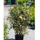 Palmiers Oliviers & Arbustes : ELAEAGNUS ebbingei 'Viveleg' H.80/100