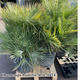 Palmiers Oliviers & Arbustes : Chamerops Humilis 50L