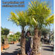 Palmiers Oliviers & Arbustes : Trachycarpus Fortunei tronc 140/160 