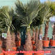 Palmiers Oliviers & Arbustes : Trachycarpus Fortunei tronc60/80 