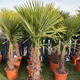 Palmiers Oliviers & Arbustes : Trachycarpus Fortunei Tronc 40/50 couronne basse 