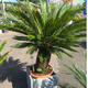 Palmiers Oliviers & Arbustes : Cycas