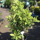 Palmiers Oliviers & Arbustes : Photinia