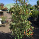 Palmiers Oliviers & Arbustes : Photinia pyramide