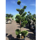 Palmiers Oliviers & Arbustes : Cupressus 250cm