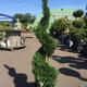 Palmiers Oliviers & Arbustes : Cupressus torsade