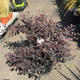 Palmiers Oliviers & Arbustes : Loropetalum