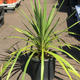 Palmiers Oliviers & Arbustes : Cordyline